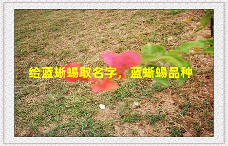 给蓝蜥蜴取名字，蓝蜥蜴品种