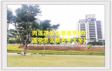 肉莲花怎么取名字(肉莲花怎么取名字大全)