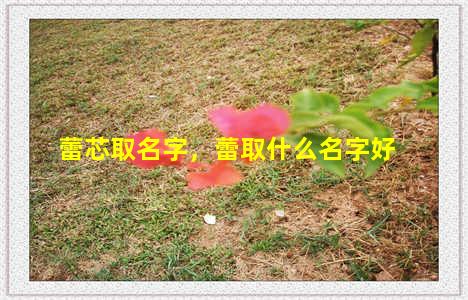 蕾芯取名字，蕾取什么名字好